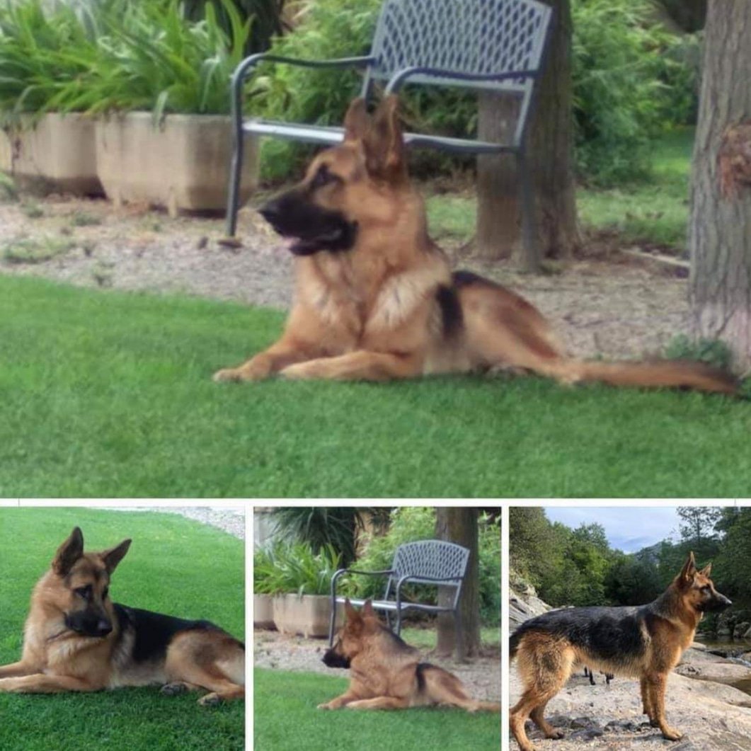 S'ha perdut un gos raça Pastor alemany té 10 mesos és diu Kai.
Compartiu
Si us plau
Per la zona de Mont-ras
Gràcies. Ferran Girona