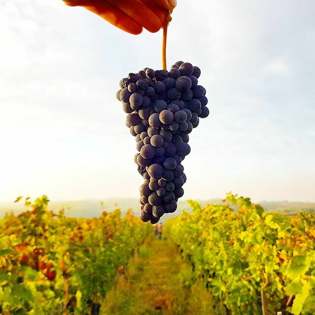 standreawine's tweet photo. Let's start the week with Syrah harvest in the Pap-tag vineyard! 😊🙏🍇 #syrah #paptag #vineyard #harvest #day15 #merengo #egribikaver #egerharvest #egerszalok #egerwineregion #egerwine #standrea #standreawinery #standreaharvest #beautiful #grapes #amazing #morning #monday #ble… https://t.co/LHENwmCrUZ