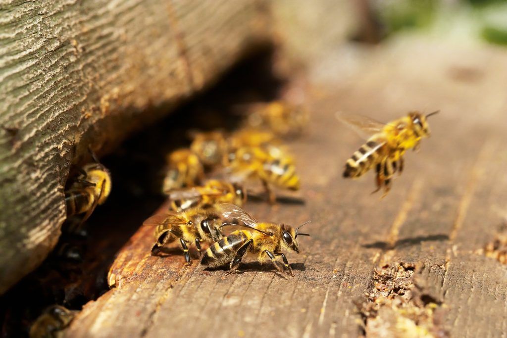 CapensisZA's tweet photo. A little look at how bees defend themselves and their hive https://t.co/ekM1TQrhpi 
#honeybees #bees #workingtogether https://t.co/3YLDrDmmyP