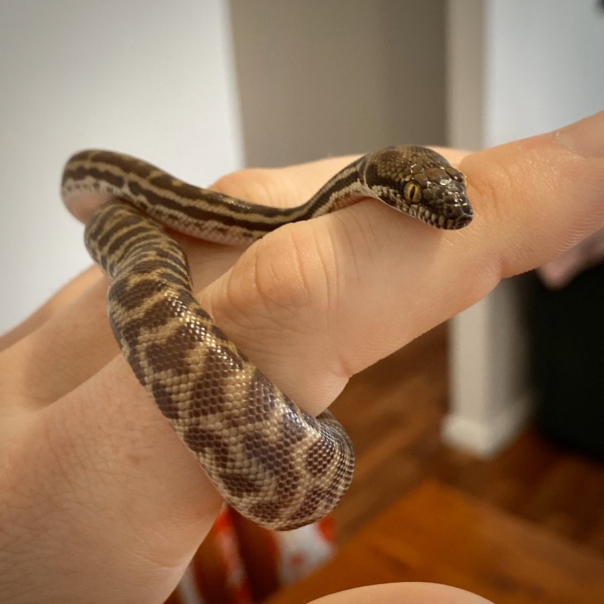 precisepath's tweet photo. Curious Monty 🐍 #stimsonspython https://t.co/Dy01N5eSf9