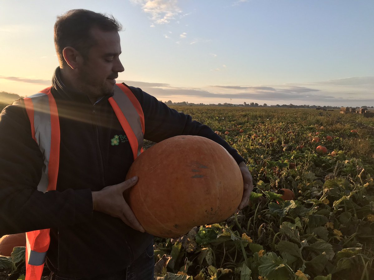 BBCRadioLincs's tweet photo. The pumpkins are MASSIVE this year in a field in Benington nest Boston. Heavy and warm weather has made them much bigger than usual. @HJParkhill reporting there for #ScottAtBreakfast https://t.co/tfDG4K2sZV