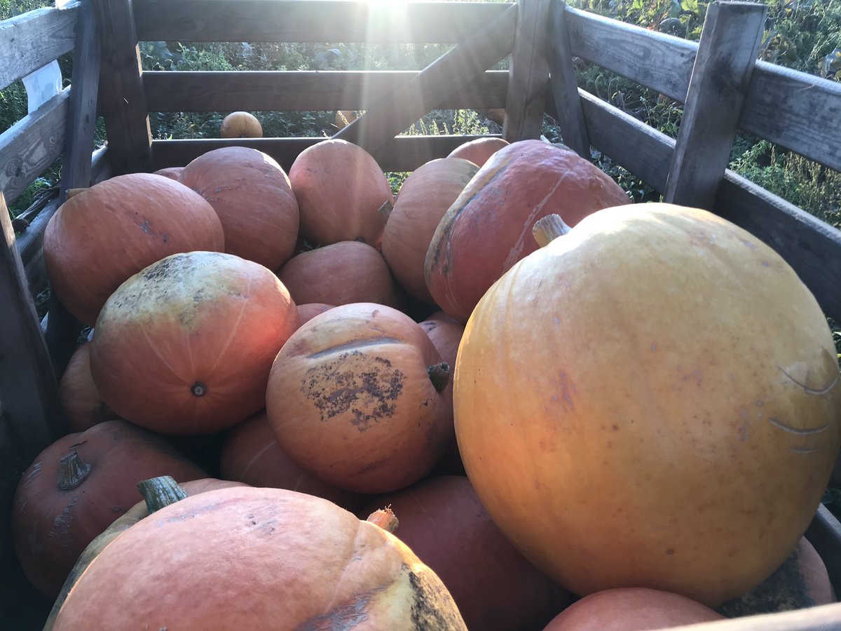 BBCRadioLincs's tweet photo. The pumpkins are MASSIVE this year in a field in Benington nest Boston. Heavy and warm weather has made them much bigger than usual. @HJParkhill reporting there for #ScottAtBreakfast https://t.co/tfDG4K2sZV