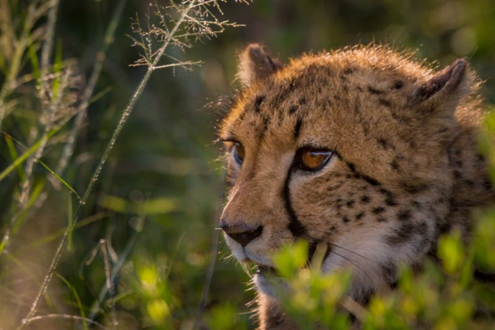 Enricossafaris's tweet photo. Getting ready for Monday breakfast!

What’s on menu?

#photooftheday #instagood #picoftheday #love #nature #lifeisgood #instapic #instadaily #instamood #followme #likeforlike #follow4follow #travel #vacation #puppylove #africa #pure #happiness #naturelover #cute #wildelife https://t.co/3WmYYwAIrJ