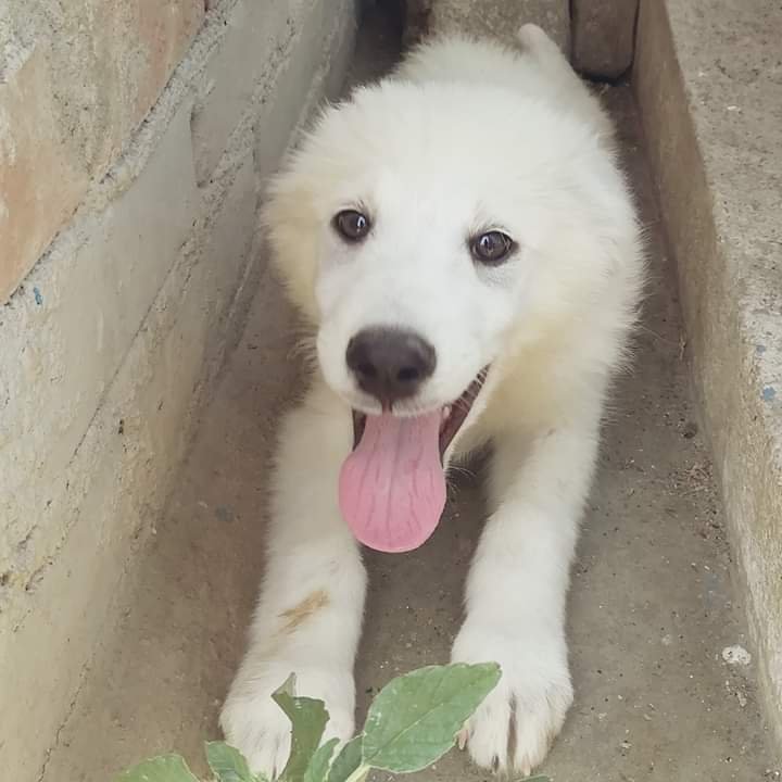 gliInvisibili's tweet image. #lealtá #fedeltá #purezza 
@gliInvisibili 

#Adotta
#ApriUnaGabbia