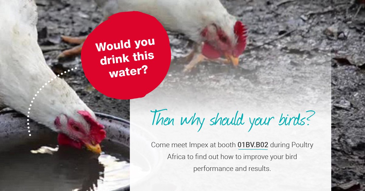 Do you want to know what the best drinking solution is for your poultry production?

Visit Impex during Poultry Africa on 2 and 3 October in Kigali, Rwanda. See you there!

#livestock #poultry #waterhygiene #agriculture #poultryafrica