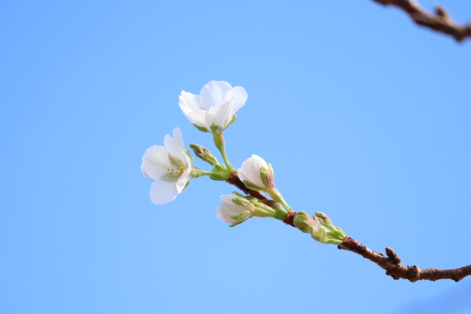 成田ゆめ牧場 なんと 9月の終わりにチラホラと桜が咲いているのを発見 季節外れ珍しい桜のお花見はいかが 桜 季節外れ 9月 花 花見 牧場 T Co Lgjbhnpw7q Twitter