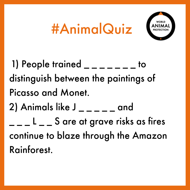World Animal Protection India Animalquiz Mail Your Answers To Info Worldanimalprotection Org In And Get A Chance To Win A Super Cool Water Bottle From Dubblin We Will Announce The Winners On 4th World Animal Protection India Animalquiz Mail Your Answers To Info Worldanimalprotection Org In And Get A Chance To Win A Super Cool Water Bottle From Dubblin We Will Announce The Winners On 4th