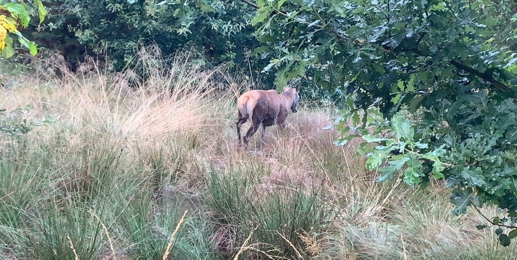 @SuttonParkObs @SuttonParkNNR Just met this fellow after crossing the railway line by Streetly Gate - first time I have seen a full size deer in the Park #suttonPark #deer