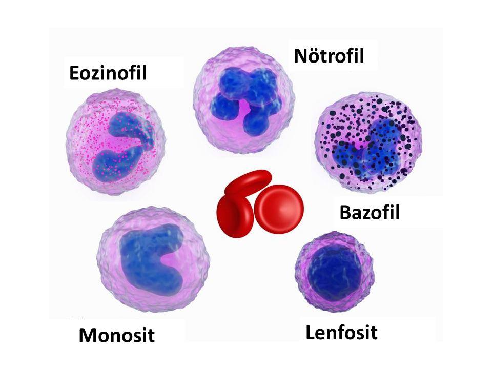 BEYAZ KÜRELER (WBC) HAKKINDA SIK SORULAN SORULAR 
#akıllıilaçlar #akyuvar #beyazküre #beyazküredüşüklüğü #beyazküreyüksekliği #hematolojiistanbul #kanser #kemoterapi #kökhücrenakli #lenfoma #lökosit #lösemi #memorialataşehirhematoloji #miyelom #profdrhis profdrhisari.com/beyaz-kureler-…