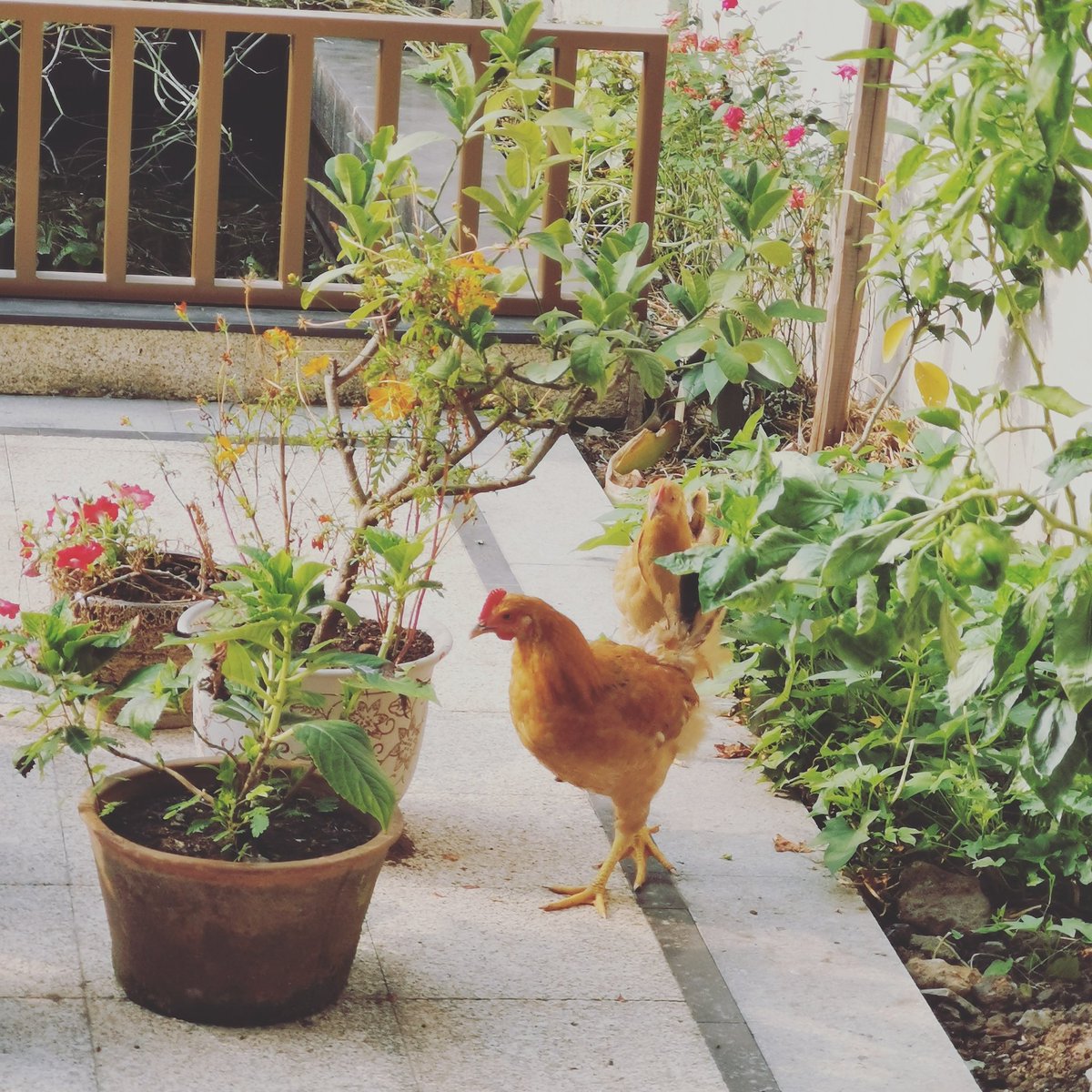 我妈居然在院子里悄悄的养了两只鸡，可真是....我滴妈呀