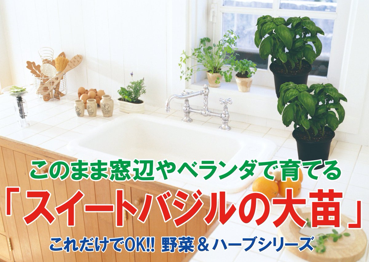 CoItanse's tweet photo. 室内窓辺やキッチン、戸外のベランダなどで簡単に「#届いた商品のまま育てられる」#スイートバジル の大苗(肥料付き)です！
葉を手やハサミで切って収穫後、冬季以外は繰り返し何度も収穫できます！

摘みたてのバジルの最高の香りをお楽しみ下さい！

#バジル #苗 #ITANSE

https://t.co/G9ZnH1zhAB https://t.co/cmOvxD6pGA