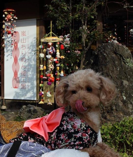 puriyango's tweet photo. 2006年生まれの「ぷりん」女の子です～🐶2018年に軽度の「僧帽弁閉鎖不全症」と診断され肝臓の数値も少し高くて、今迄一緒に車でお出掛けするのが楽しみでしたが、🚙心臓の負担になるので、お出掛け出来なくなりましたが楽しく過したいと思ってます～宜しくお願いします～🥰🐩
＃トイプードル
#犬好き https://t.co/ZotUbyYmgD