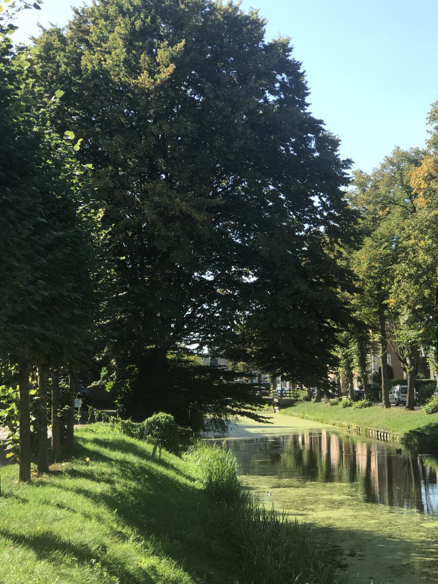 PEFC_NL's tweet photo. Foto gemaakt langs de Meent in Leerdam in gemeente @5heerenlanden! Tot voor kort waren bomen buiten het bos niet in de scope voor certificering. Dat is nu wel zo! Lees ons verhaal: https://t.co/aWBTWed45o

#treeoutsideforest #forestcertification #certifiedwood https://t.co/B2nkKrueo2