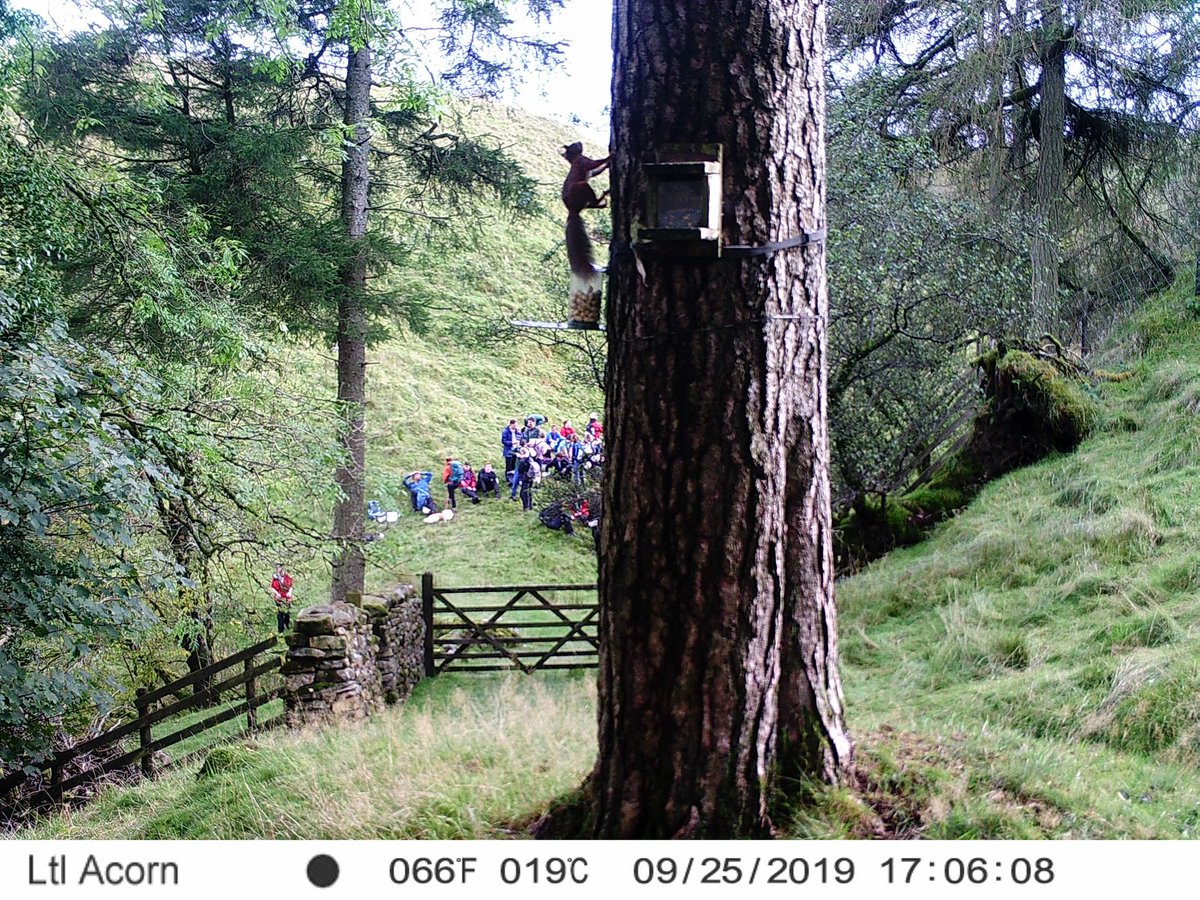 SedberghReds's tweet photo. I spy  @EarthSciCam @Censedgeol #sedbergh2019 #redsquirrel  Weather looks better today! https://t.co/JQ78RBtgu5