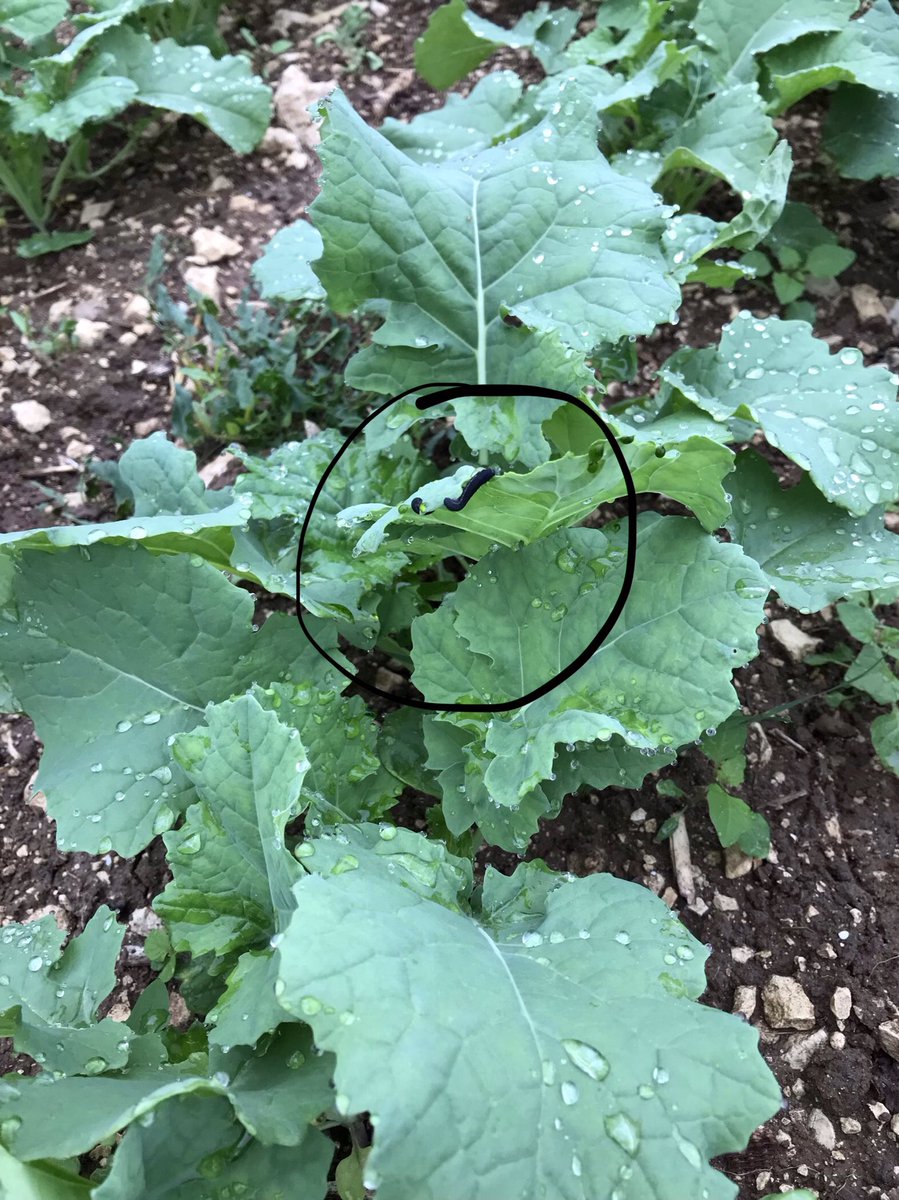 Biodiversité :
Les trenthrèdes sont à l’œuvre.
Les petits colza bien amochés