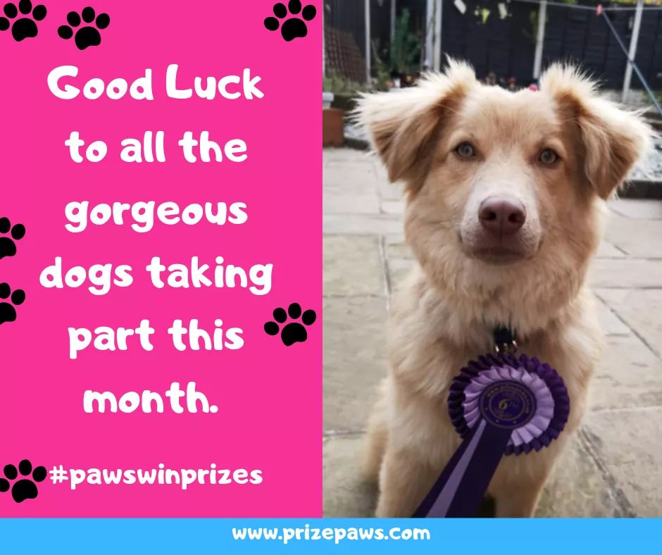 #PrizePaws #onlinecompetition #dogsoftwitter