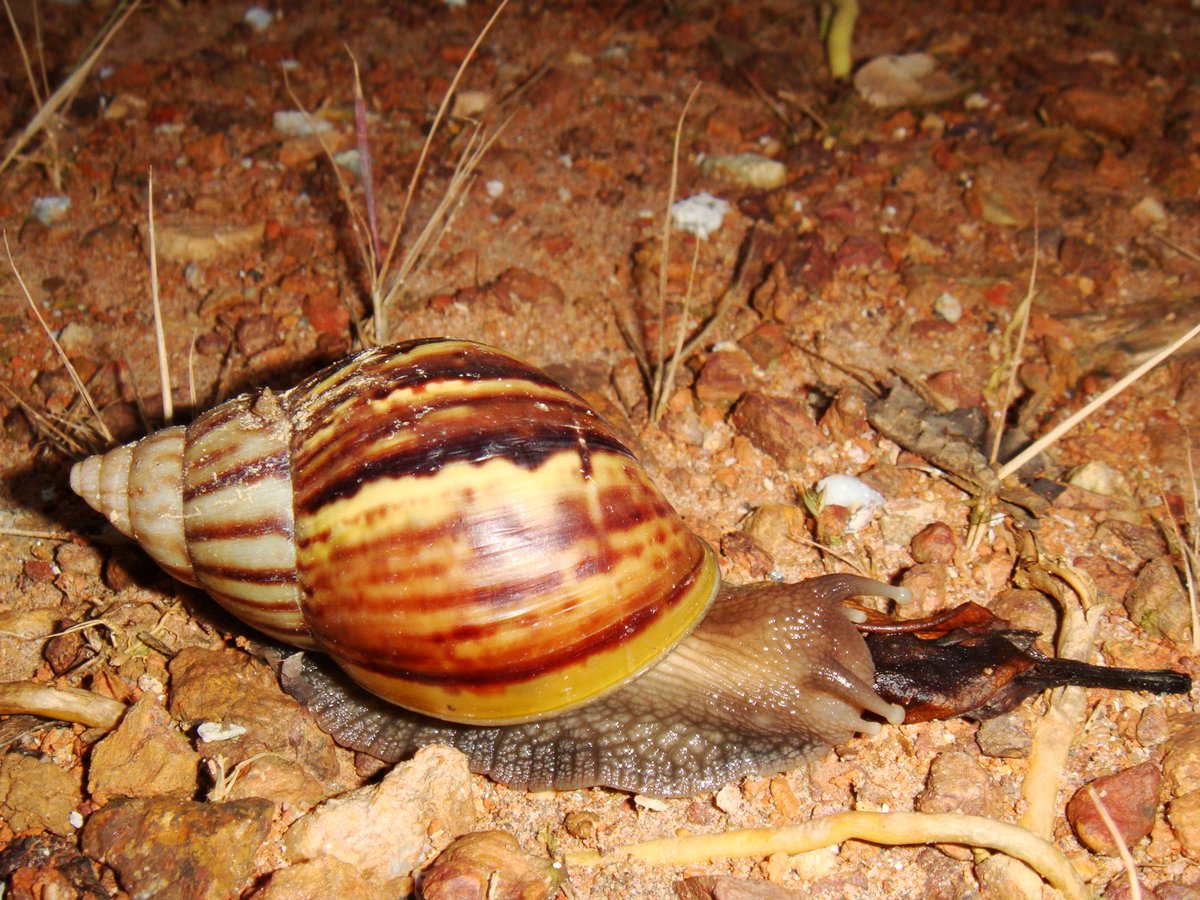 Often when someone mentions land snails, the first thing that pops up in your mind is probably this garden snail and its (some say disgusting) slimy body! But land snails in Malaysia are more fascinating that you’d think!