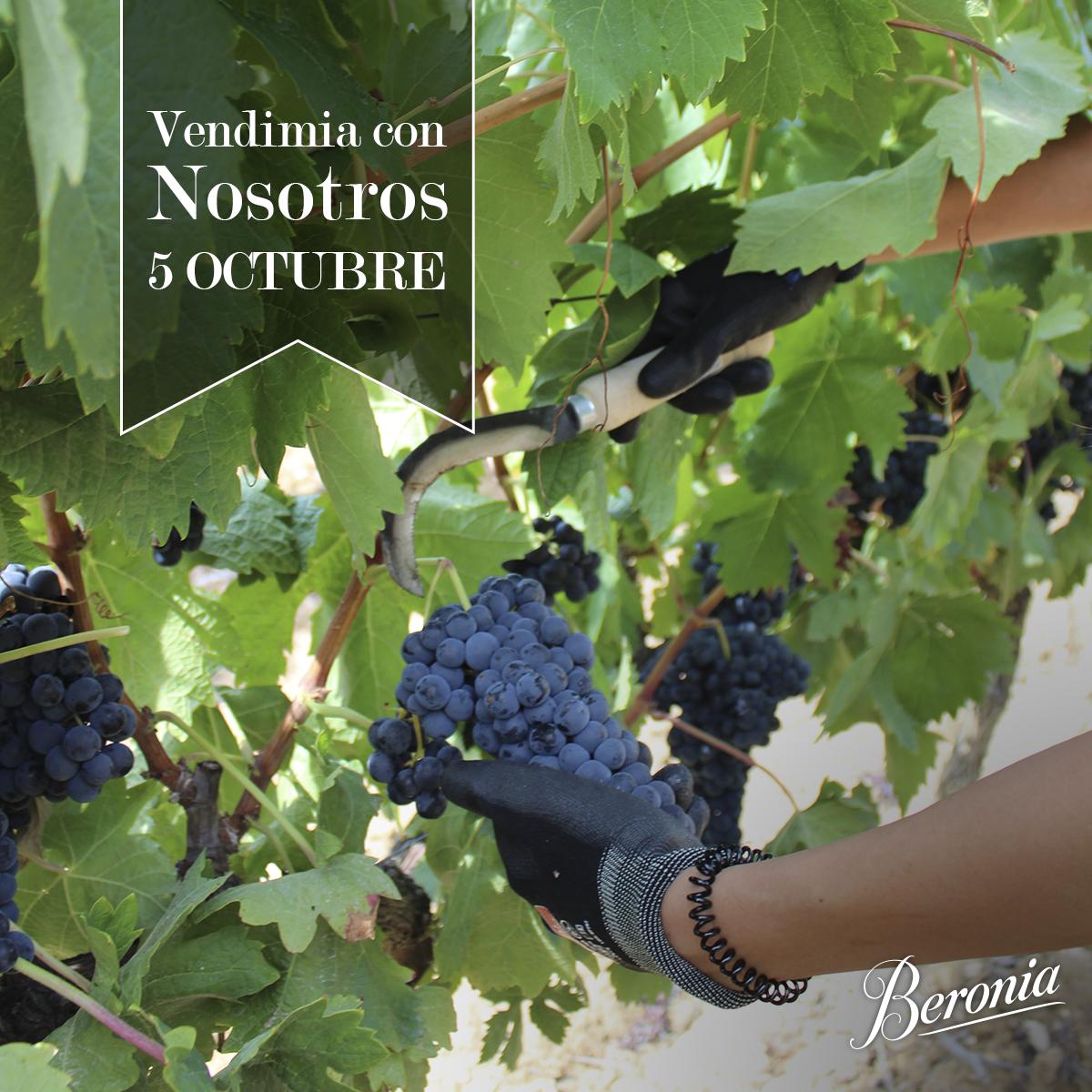Rodéate de viñedos este sábado 5 en nuestra visita “Vendimia con nosotros” y conoce todos los secretos de la elaboración de nuestros vinos.  ¡Te esperamos en nuestra bodega!. #Enoturismo #LaRiojaApetece #BodegasBeronia