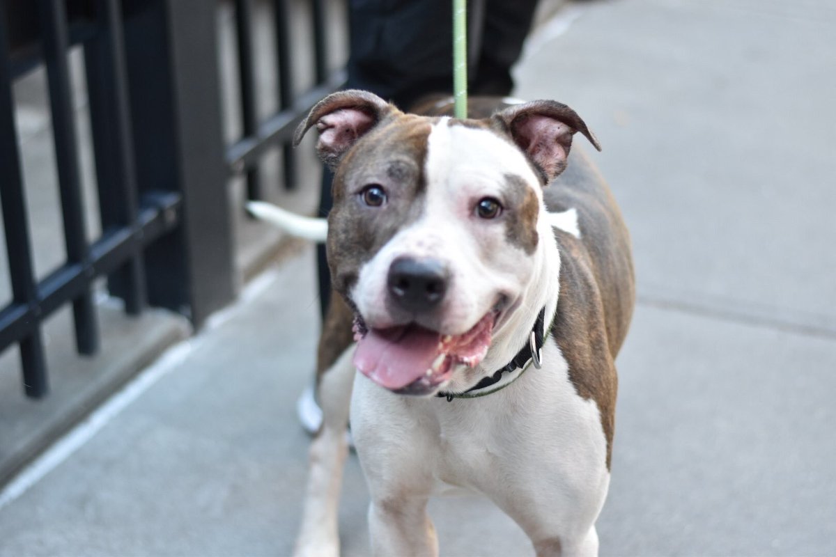 KeithOlbermann's tweet photo. KICKED, BEATEN, NOW LEFT TO DIE TUESDAY IN A SHELTER. Dizzy was a loving, sweet dog, then the ‘human’ began to abuse him. Now he’s terrified but still calms and leans in for petting. Dizzy #76956 needs pledges via @TomJumboGrumbo for Rescue/F/A PLEASE RT https://t.co/QBmmNIuhSp https://t.co/xMi4YRArfO