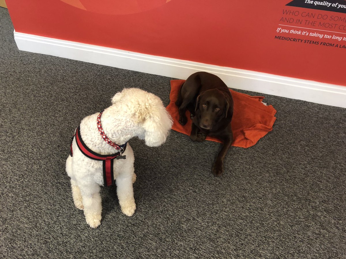 RichDibbins's tweet photo. Both @conscioussol dogs in today Tilly being well behaved and Molly activity like a teenager on speed #agencydogs #dogfriendly https://t.co/n6OUUoEAPG
