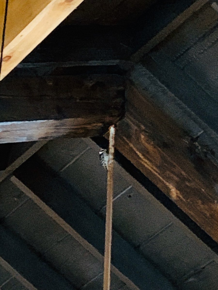 When you work indoors… and - despite your efforts - a #bird poops on your desk. #agencylife #welovenature #woodpecker #noanimalswereharmed