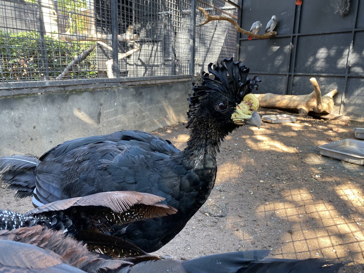 BadToxic's tweet photo. More #impressions from #Marineland, #PalmaDeMallorca.
#frog #Frosch #Papagei #parrot #bird #Vogel #marine #animalPark #Tierpark #Palma #trip #Palma #Mallorca #vacation #Urlaub #Insel #InselUrlaub #isle #isleVacation #Malle #iPhone11Plus https://t.co/fa1VpAplIE