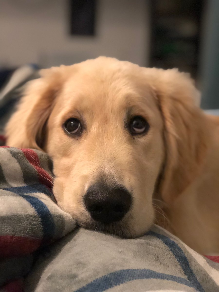 shultz_will's tweet photo. Toby hopes you stay dry today! He also wants you to #VoteWillHomecoming2019 https://t.co/kfsSHl9Q6T