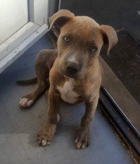 #STOLEN #DOG NAME WITHHELD 
Male #AmericanBulldog Blue With Blue Eyes White Flash &amp; Toes #Puppy
Handsome 3 month old puppy was stolen from his home in #Birmingham #B44 at around 9pm 
Sunday 24th Sept 2019 
#StolenDog <a href="/pettheftaware/">Pet Theft Awareness</a> <a href="/SAMPAuk_/">Stolen&Missing Pets</a>
doglost.co.uk/dog-blog.php?d…