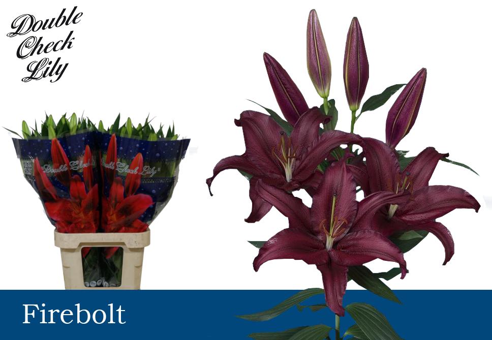 DoubleCheckLily's tweet image. Terug van weggeweest! Oriental Firebolt onderscheidt zich door z'n dieprode kleur. Prachtig voor deze herfstperiode!🍂
Firebolt is verkrijgbaar in de knopsortering 5+ met lengte 90 cm. #Mooiroodisnietlelijk
