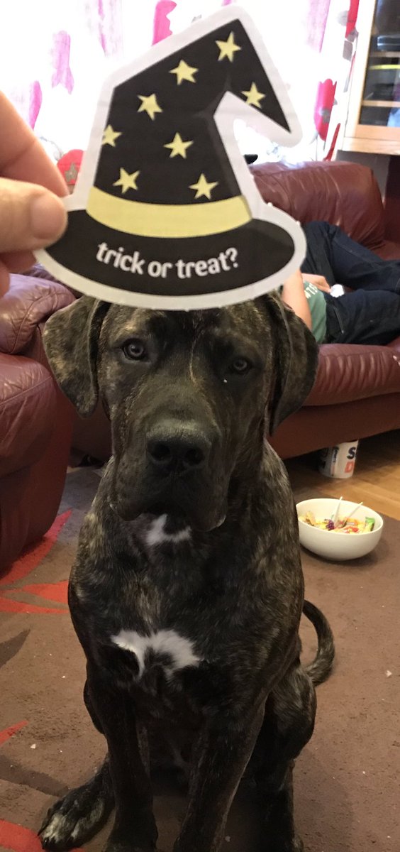 Pets at home competition #vipspookypaws