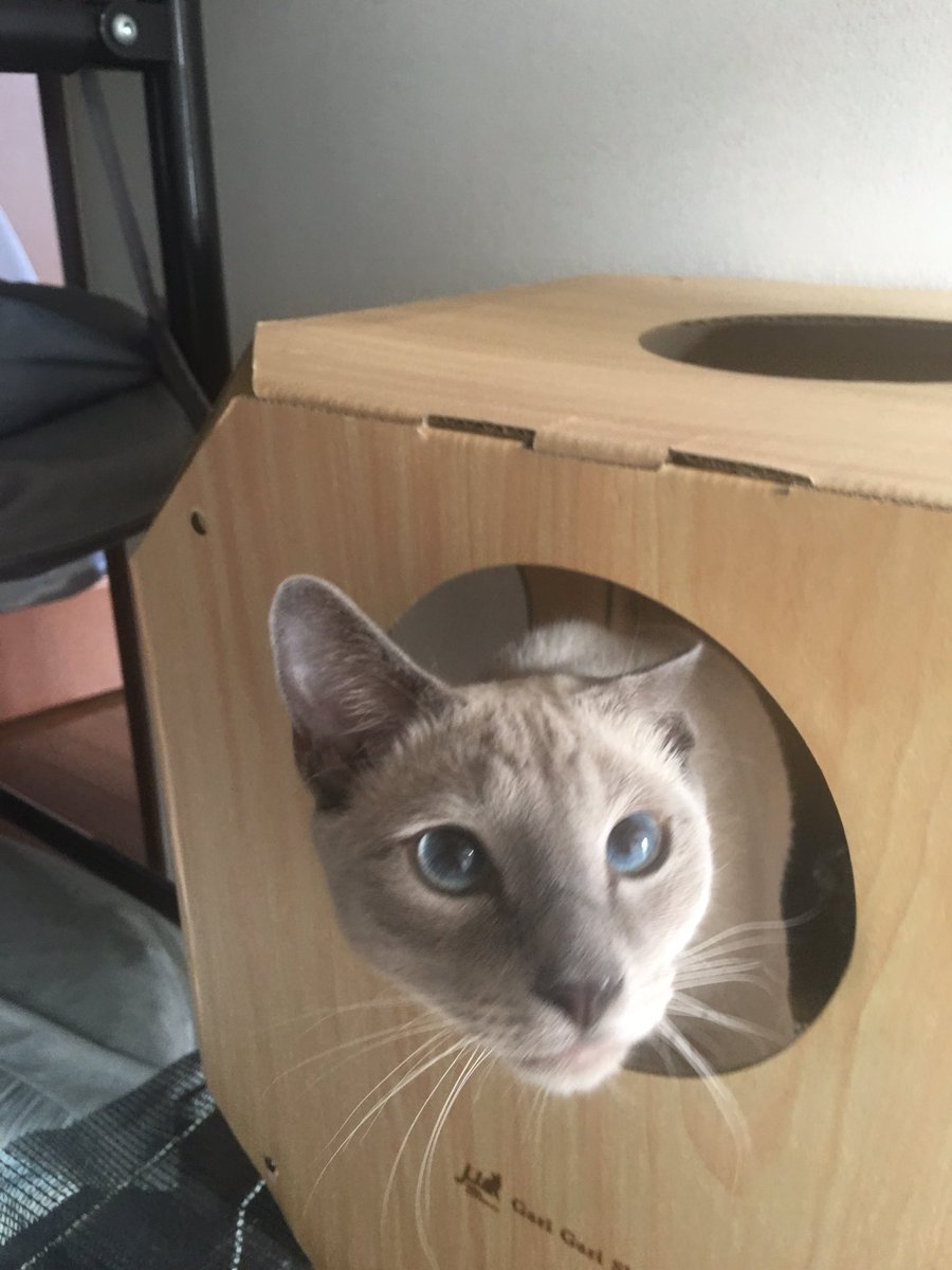 猫遊具 hashtag on Twitter