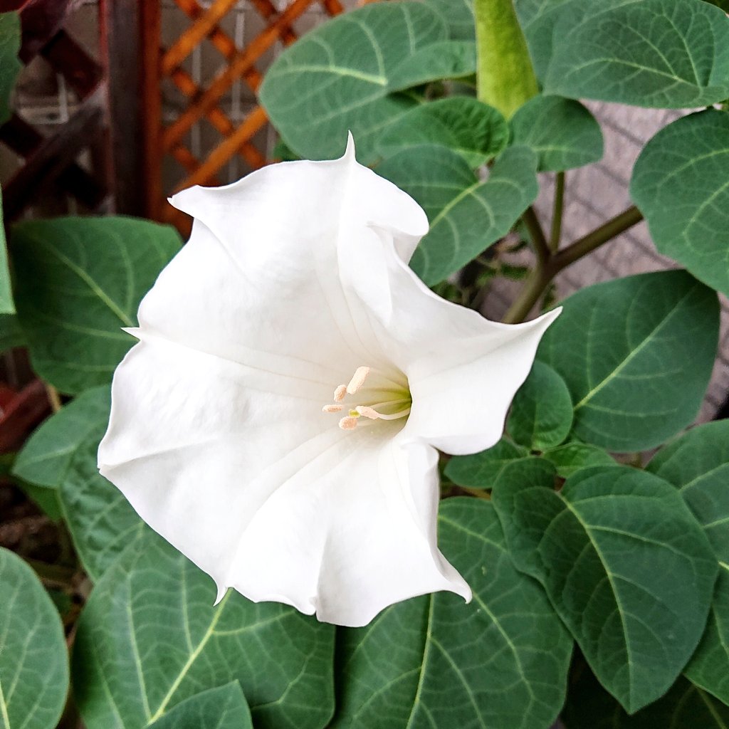 アメリカチョウセンアサガオ