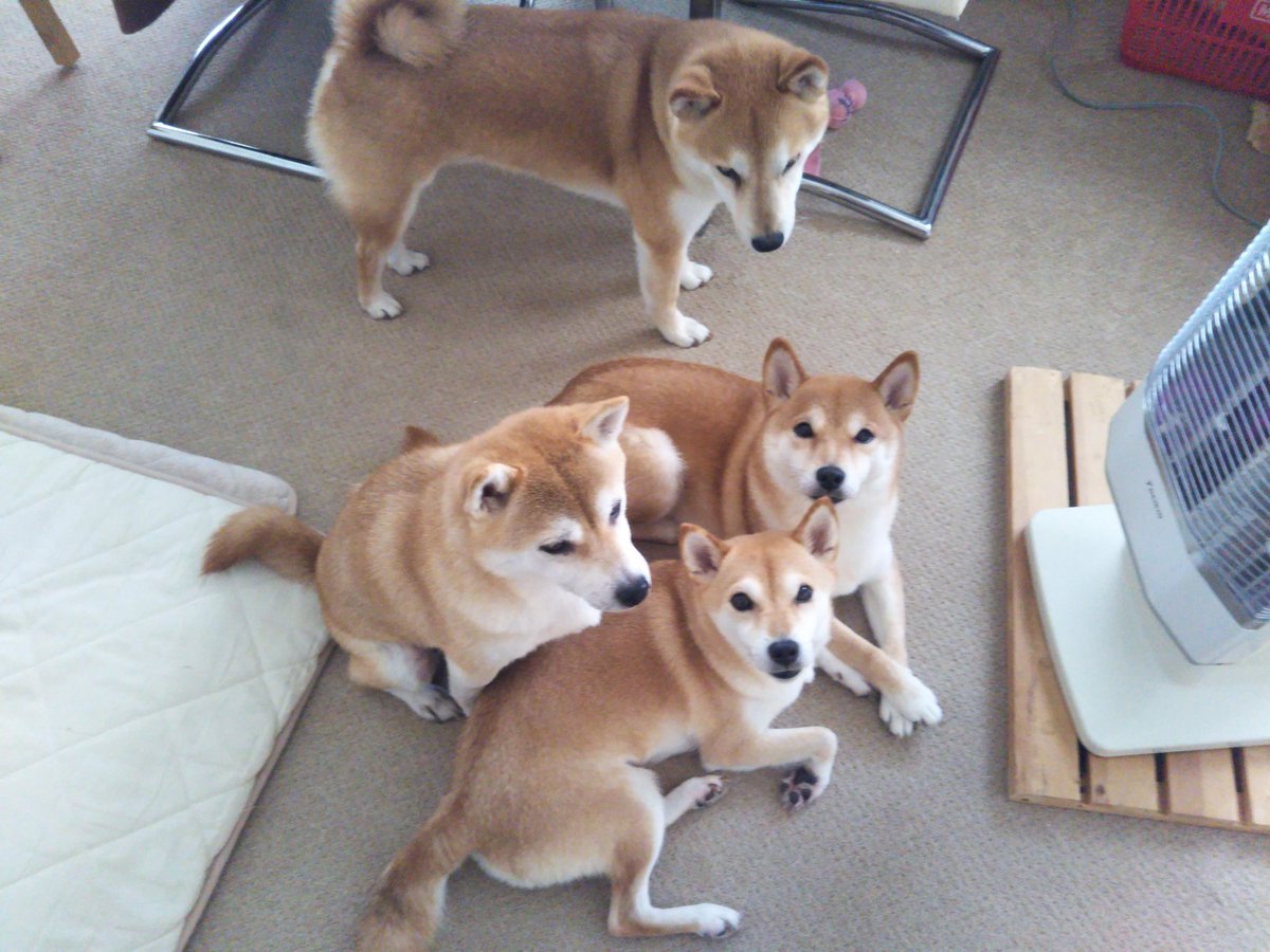 柴犬一家 Sur Twitter コメントありがとうございます ヾ ﾉｷｬｯｷｬ 柴さんは ストーブが大好きみたいです W ｼｬｷｰﾝ １番暖かい所を取り合い まさに柴柴まんじゅう ﾟ ﾟ ｱﾋｬ