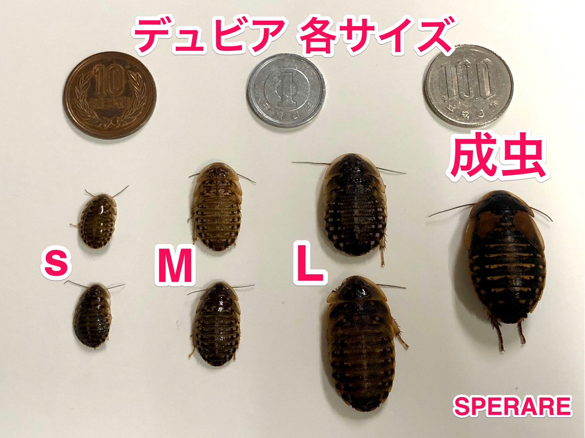 デュビアのコロニー デュビアのS.M.L.成虫の各サイズ S→レオパや小型種、カエル等 M