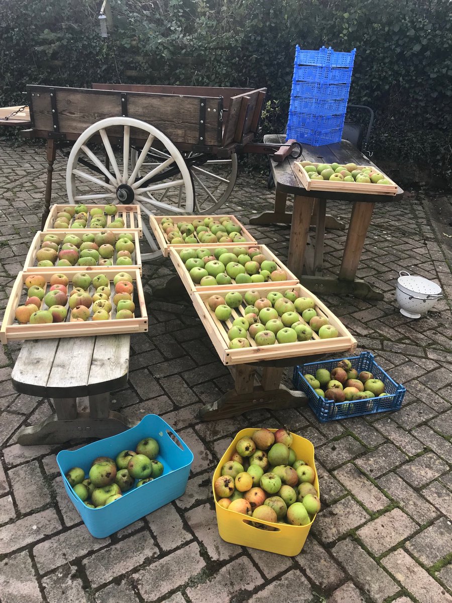 Ffynnonbeuno's tweet photo. Monday morning in the office :-). Sorting the windfall apples into ones to be stored over winter in the barn and immediate usage into lovely apple sauce and chutneys. https://t.co/ypn2JXs43u