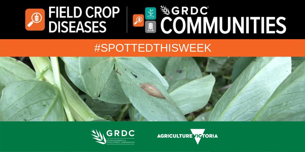 VicCropDiseases's tweet photo. In #Spottedthisweek we have seen signs of stripe rust in wheat, ascochyta blight in lentils and bacterial blight in field peas from all around the country. Head to https://t.co/h8glPDoKu6 to see the full posts https://t.co/YdanPY1k5F