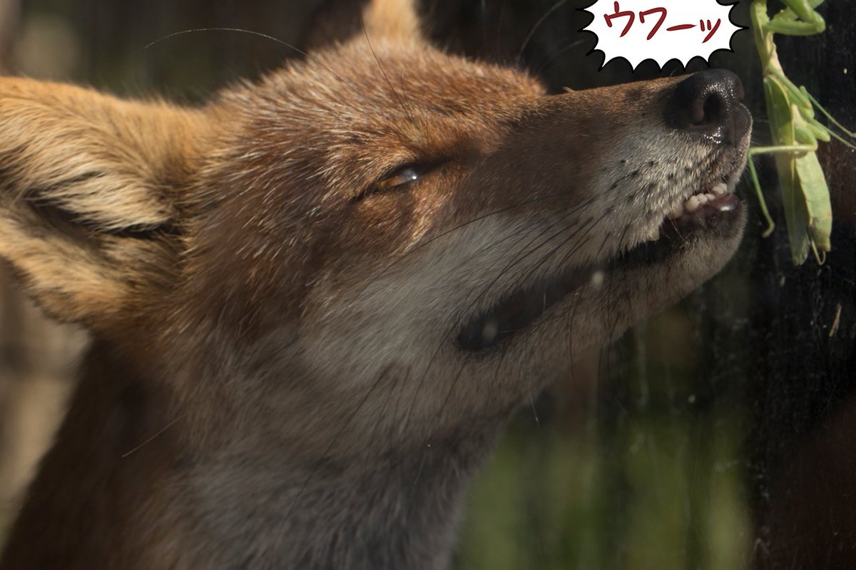 Nikuo Garoamushi そういえばこの前のんほいでカマキリからハリガネムシ が出てた 想像以上に大きくて驚く お腹が大きいカマキリはよく見るけど むしろハリガネムシに寄生されてない個体っているのか不安になってくる Twitter