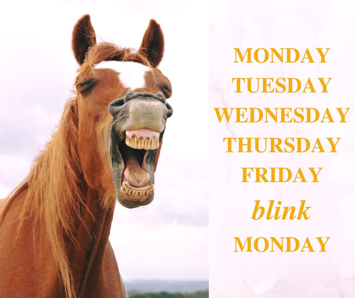 Chestnut Horse Feeds tweet media