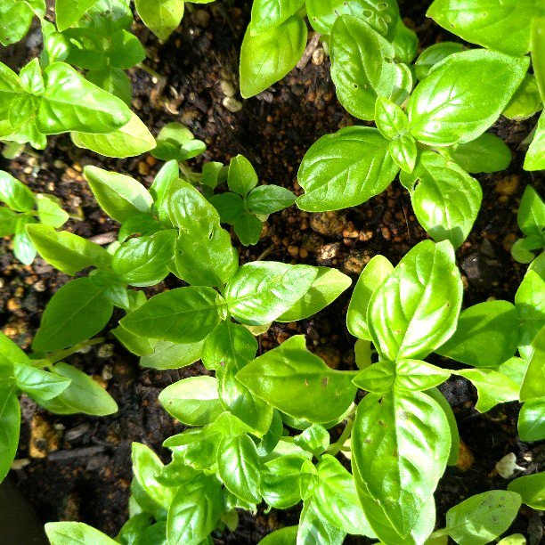 バジル栽培