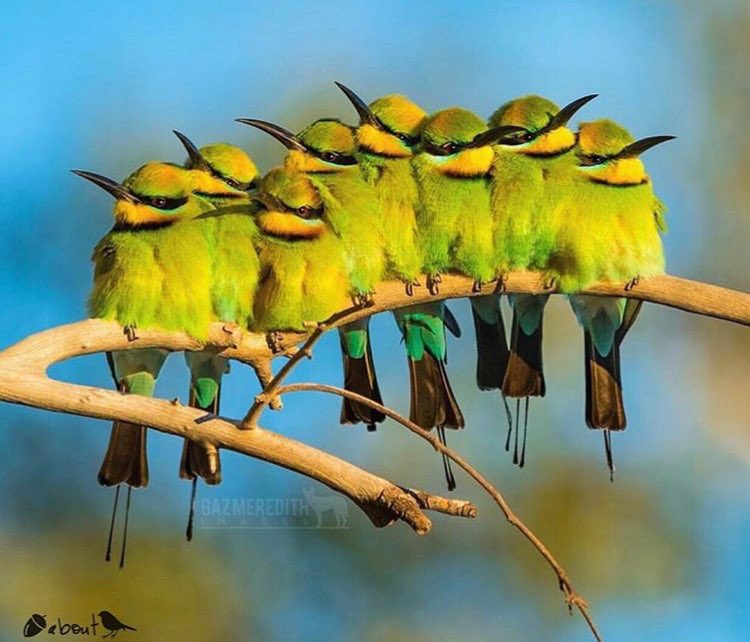 A Book Of Rather Strange Animals On Twitter Rainbow Bee Eaters