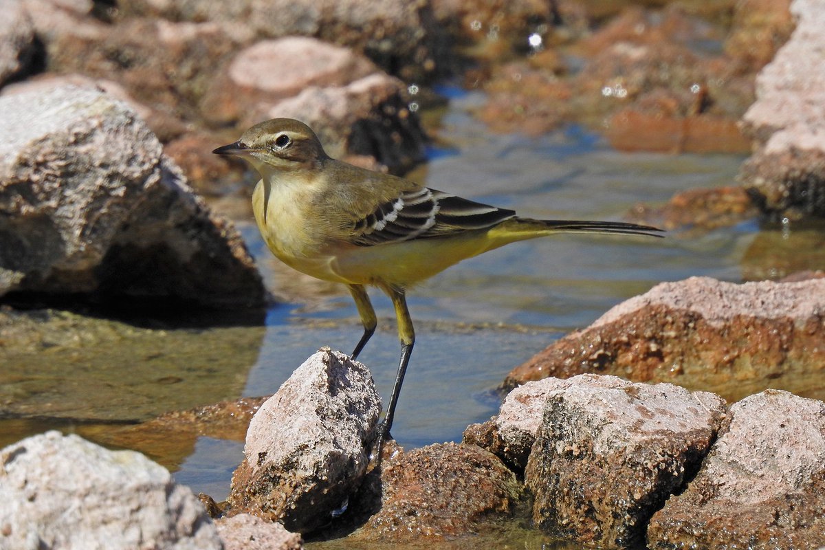 Nice lot of Yellow Wagtail making an appearance on their way to their wintering grounds in Africa. Good luck my little beauties.. #yellowwagtail #serraniaderonda