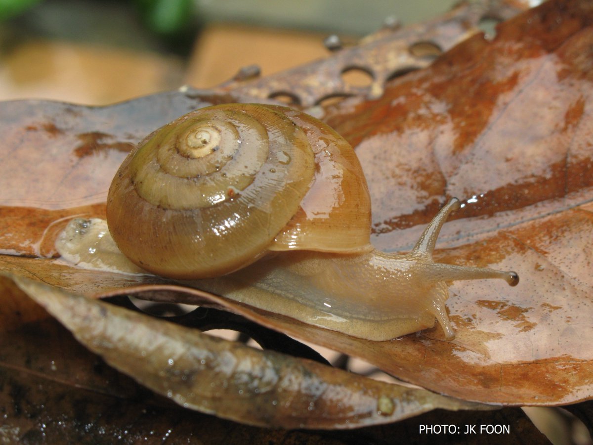 This obviously made it enemies of many Malaysian farmers/gardeners! But our gardens are also home to some local species too! In fact, Malaysian gardens are home to the world’s only land snail that flashes lights (bioluminescent) at night, a species called Quantula striata!