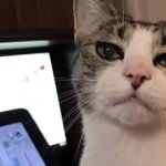 猫さんは常に世界一かわいいという話とうちの子の可愛い記録更新のろけ ...