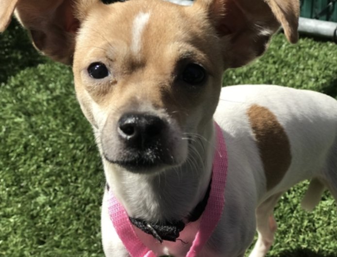SURE. KILL 6-MONTH OLD 8-POUND PUPPY MIA ON TUESDAY BECAUSE SHE’S “TREMBLING.” No lunging. No barking. She’s just terrified. And yet she soon warms up and plays with other dogs. Save Mia #76035 with pledges via <a href="/TomJumboGrumbo/">Keith Olbermann's Dogs</a> for Rescue/F/A PLEASE RT MIA!
newhope.shelterbuddy.com/Animal/Profile…