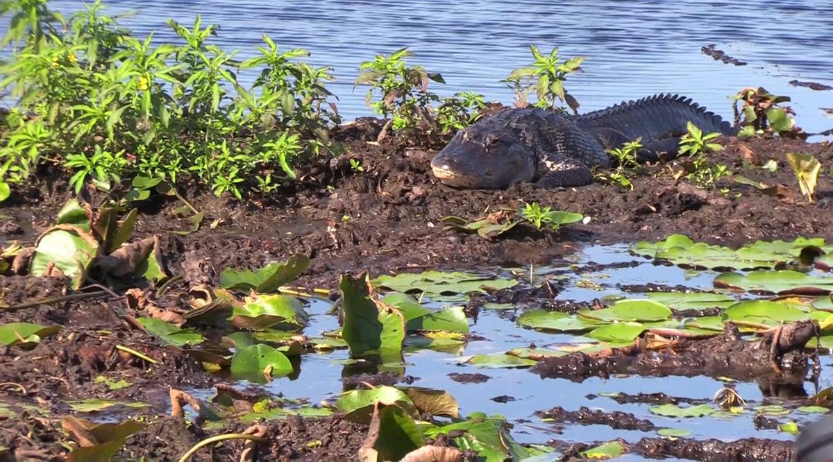 Boggy Creek #Airboat en Kissimmee: Aventuras en #hidrodeslizador en los #Everglades de Florida Central
<a href="/Kissimmee/">Experience Kissimmee</a> #MyKissimmee <a href="/ABCMundial/">ABC Mundial</a> 
<a href="/BoggyAdventures/">Boggy Creek Airboat Adventures</a> 
abcmundial.com/2019/09/28/est…