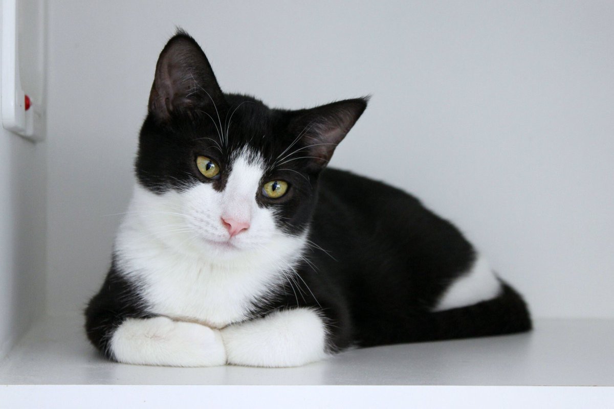 Are you lonely at 3 AM? <a href="/ThisIsRobThomas/">Rob Thomas</a> can help with that - Rob Thomas the kitten, that is!This sweet tuxedo boy loves to give tons of kisses and is looking for his forever home (preferably with another kitty friend); could yours be it? DM us to meet him! 🎶
