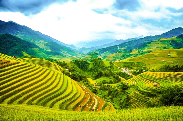 LTT_2505's tweet photo. Rice terraces in Sapa are slopes claimed from nature for cultivation in hilly or mountainous areas. Due to the steep feature,fertile soil thanks to it was created by weathered granite rock and mountain cliffs often stock water

#travel #challenge #discover #Vietnam #Field #Nature https://t.co/sLjSMFKOvT