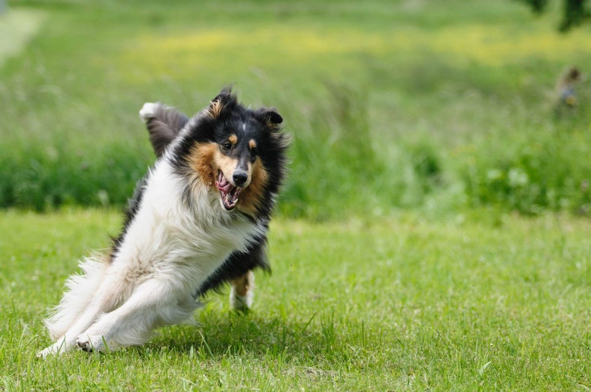 PawsLoveMe's tweet image. Have you ever wondered what type of dog is actually the fastest? You won't believe the top 3! @lensandleash #dog #fastdogs  buff.ly/2meILQy
