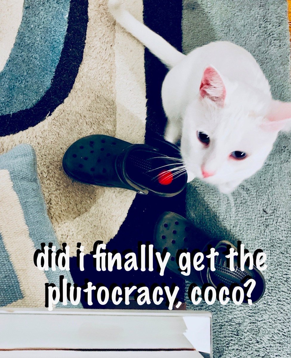smallhappies1's tweet photo. Pinky may not understand plutocracy, but Elizabeth Warren does. Coco loved the plan to end Washington corruption, available at https://t.co/5TDhJGbdRB!
#TeamWarren
#catsforwarren
#shehasaplan https://t.co/bhiKYguzA6