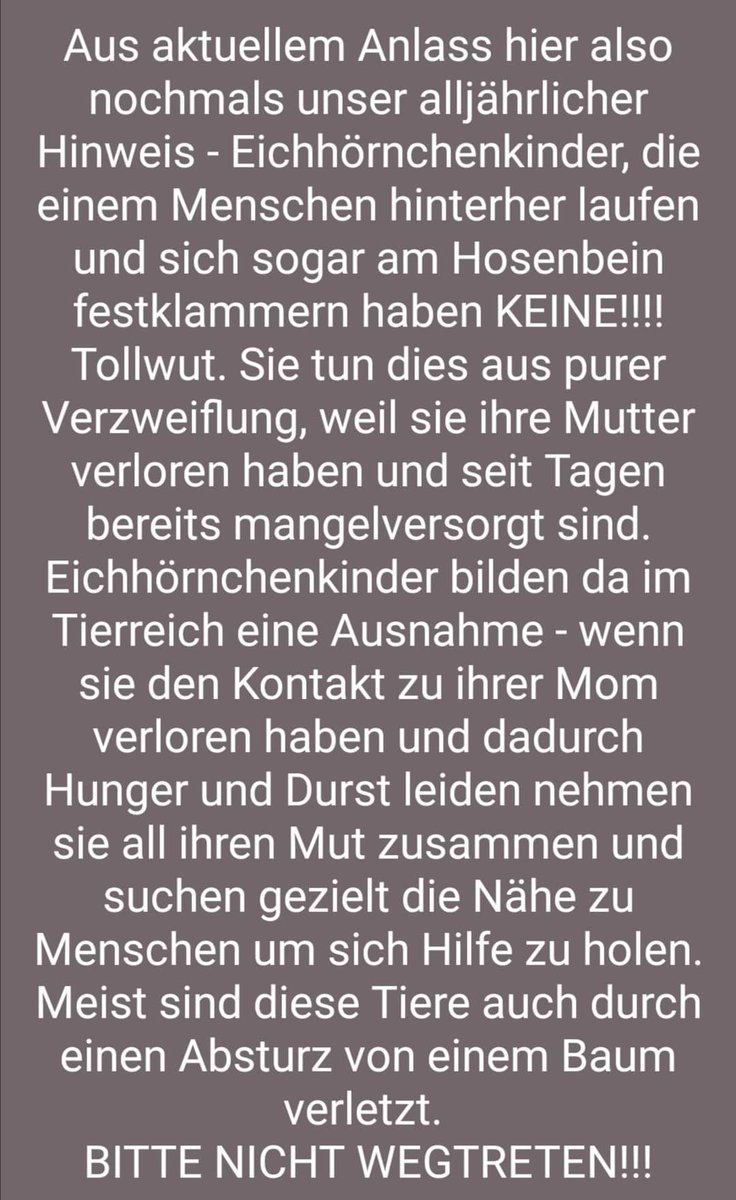 🐿️ Jeder liebt Eichhörnchen! 
Aber was tun bei einem verletzten Hörnchen oder wenn ein Jungs einem hinterher läuft? 

Eine sehr gute Seite mit Infos und Hilfe zum Thema Eichhörnchen findet ihr hier: eichhoernchen-notruf.com/erste-hilfe/di…